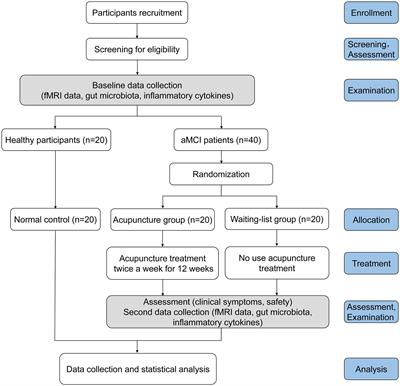 Clinical observation and mechanism of acupuncture on amnestic mild cognitive impairment based on the gut-brain axis: study protocol for a randomized controlled trial